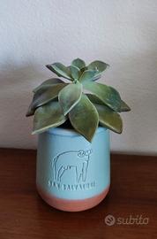 pianta grassa con vasetto ceramica