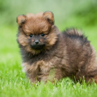 Spitz Pomerania