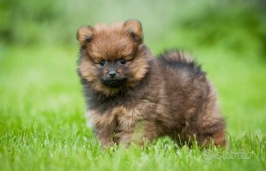 Spitz Pomerania