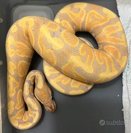 Pitone reale