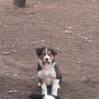 Cuccioli Border Collie