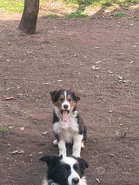 Cuccioli Border Collie