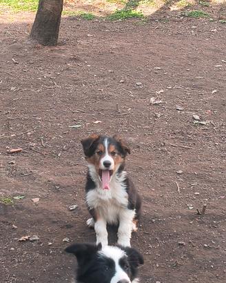 Cuccioli Border Collie