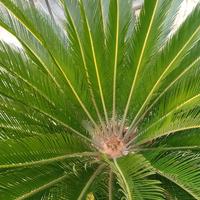 Cycas