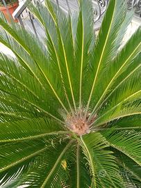 Cycas