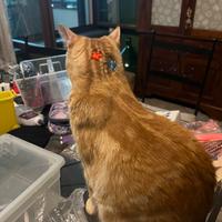 Brillantini su testa e fronte gatto