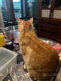 Brillantini su testa e fronte gatto