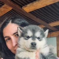 Cuccioli Alaskan Malamute