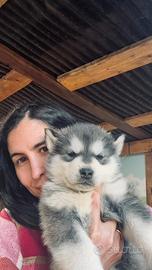 Cuccioli Alaskan Malamute