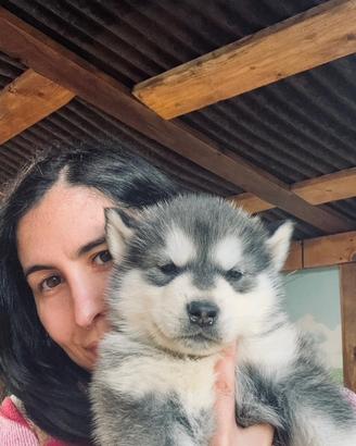 Cuccioli Alaskan Malamute