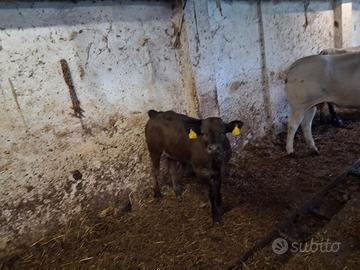 Vitelli a 2000 euro