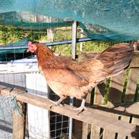 Coppie di francesine