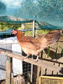 Coppie di francesine