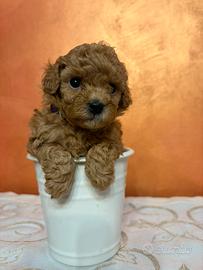 Barboncino red mini toy