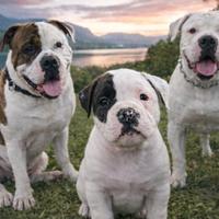 Bulldog americano cuccioli
