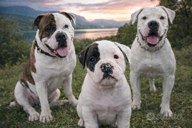 Bulldog americano cuccioli