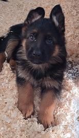 Cuccioli di pastore tedesco