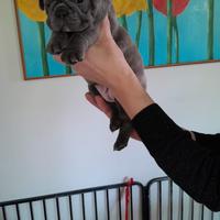 Bulldog francese
