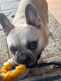 Bulldog francese femmina Accoppiamento