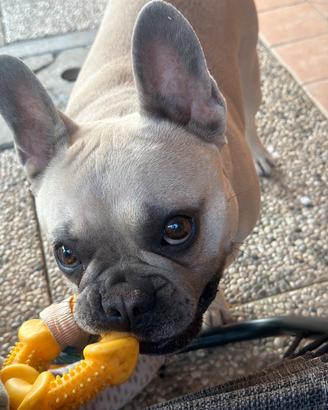 Bulldog francese femmina Accoppiamento