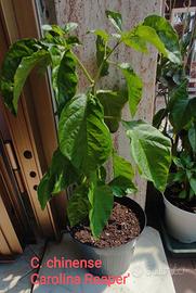 Piante di peperoncino