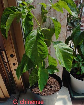 Piante di peperoncino