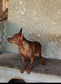 Cuccioli di pinscher toy
