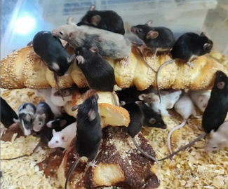 Topi di tutte le dimensioni vivi o congelati pz 10