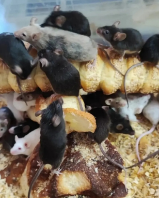 Topi di tutte le dimensioni vivi o congelati pz 10