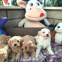 Cuccioli di MALTIPOO