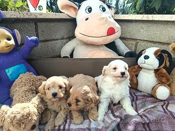 Cuccioli di MALTIPOO
