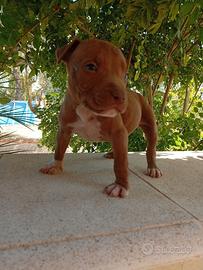 Pitbull ukc