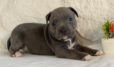 Pitbull
