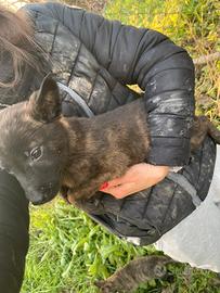 Cuccioli pastore olandese