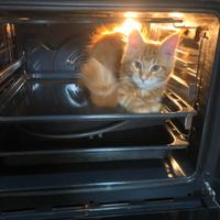 Maine coon