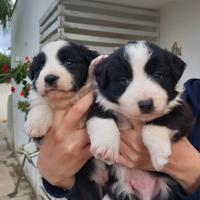 Cuccioli Border Collie