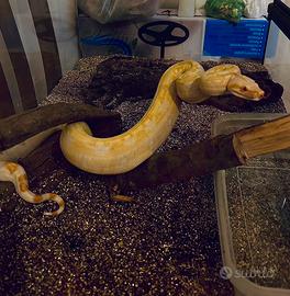 Serpenti