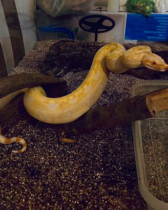 Serpenti