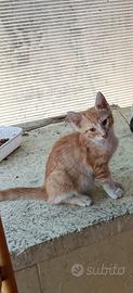 Gattina 3 mesi