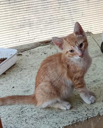Gattina 3 mesi