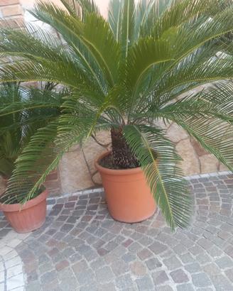 pianta di cicas 
