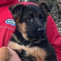 Cuccioli di Pastore Tedesco