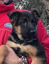 Cuccioli di Pastore Tedesco