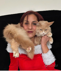 Cucciolone Maine coon con gli occhi blu