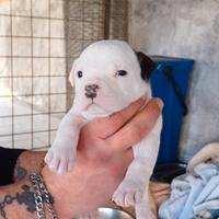 Disponibili cuccioli di Amstaff