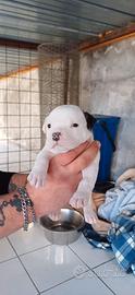 Disponibili cuccioli di Amstaff