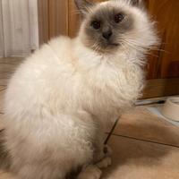 Gatto maschio sterilizzato di razza