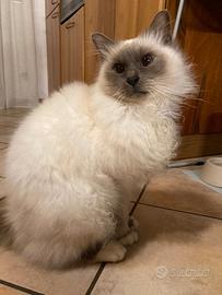 Gatto maschio sterilizzato di razza