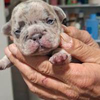 Cuccioli bulldog esotici