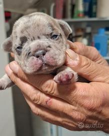 Cuccioli bulldog esotici